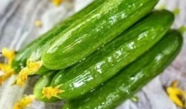 每到吃瓜的季节,揭秘吃瓜季的精彩瞬间