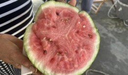 青浦吃瓜,探寻当地特色美食之旅