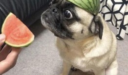 吃瓜表情由来,网络时代的趣味与社交新风尚