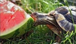 带你吃瓜避暑,带你吃瓜避暑攻略