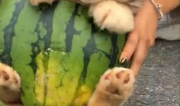 狗狗吃瓜趣事,狗狗吃瓜趣事大盘点