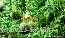 永安花园吃瓜,吃瓜群众的热议焦点