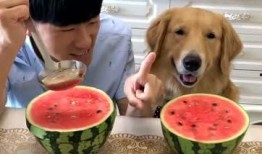 搞笑吃瓜套路视频大全