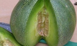 富硒绿宝瓜怎样吃,营养美味的多重食用指南