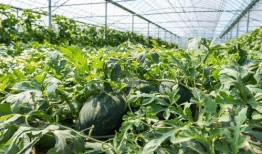 今日吃瓜路线,揭秘娱乐圈最新热点事件