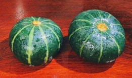 贝贝瓜的瓜和头可以吃吗