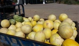 阿勒泰布尔津吃瓜,瓜果飘香，尽享夏日田园风光