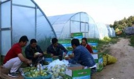 河水吃瓜,夏日河畔的悠闲时光