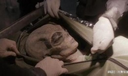 解剖吃瓜事件图片,揭秘人体器官的奇妙之旅