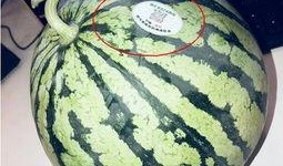 热门吃瓜网红,揭秘热门吃瓜网红背后的故事