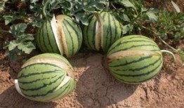 吃瓜为什么口渴,揭秘瓜果与水分平衡的奇妙关系