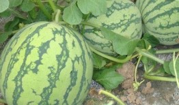 kpop吃瓜占卜壳,揭秘明星背后的神秘面纱