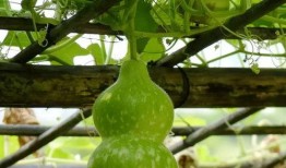 吃瓠瓜呕吐,揭秘吃瓠瓜呕吐之谜