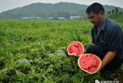 舒城最新吃瓜事件