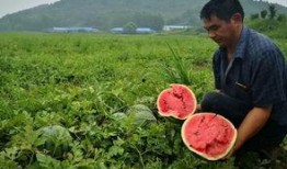 舒城最新吃瓜事件