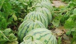 每到吃瓜的季节,揭秘吃瓜季的精彩瞬间