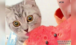 会吃瓜的猫咪,揭秘宠物界的“网红”现象