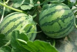 青浦吃瓜,探寻当地特色美食之旅