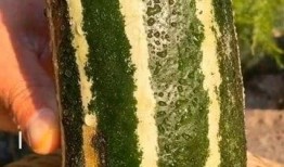 没吃瓜前好奇吃瓜后悔,揭秘网络八卦的利与弊