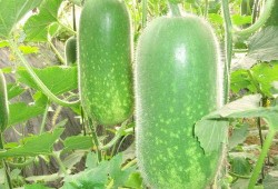 逆岁寒吃瓜,揭秘娱乐圈的瓜田秘闻