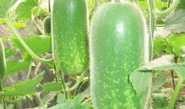 锐评吃瓜盟主,揭秘网络舆论场中的“瓜王”传奇