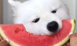 吃瓜萨摩,揭秘网红萨摩耶的爆笑日常