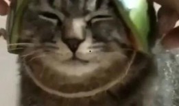 带你吃瓜宠物鸭,带你领略“吃瓜”宠物鸭的独特魅力