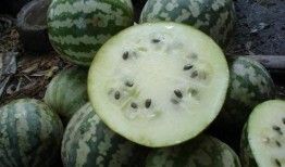 富硒绿宝瓜怎样吃,营养美味的多重食用指南