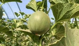 绿色小蜜瓜怎么吃,绿色小蜜瓜的多样食法探索