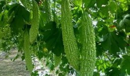 永安花园吃瓜,吃瓜群众的热议焦点