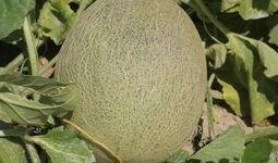 吃瓜难,吃瓜群众如何应对信息爆炸时代