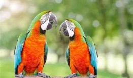 鹦鹉可以吃白瓜吗,白瓜是否适宜作为鹦鹉食物