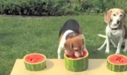 狗狗吃瓜大赛视频,萌宠吃瓜大赛欢乐上演