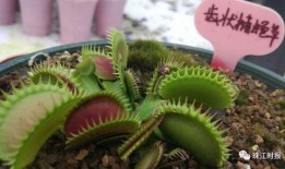 呆瓜吃植物,一场奇妙的植物探索之旅