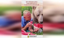 狗熊吃瓜的音乐,欢快旋律中的夏日狂欢