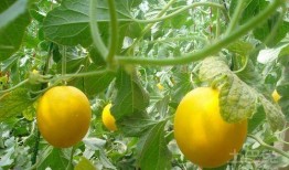 吃瓜的人本身就是瓜,瓜中自有瓜