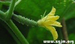 梦见怀孕的吃瓜,揭秘怀孕梦境中的神秘寓意