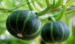 白富美吃瓜,揭秘娱乐圈的幕后故事