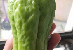 日本木纹瓜怎么吃,日本木纹瓜的多样食法探索