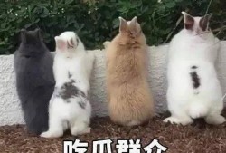 大汪吃瓜,揭秘娱乐圈幕后真相