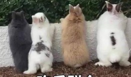 大汪吃瓜,揭秘娱乐圈幕后真相