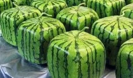 吃瓜系统朝堂12,朝堂风云背后的宫廷八卦