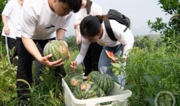 毕业作品吃瓜,揭秘毕业作品背后的创意与智慧