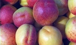 庆阳甜梨瓜怎么吃,庆阳甜梨瓜的多彩食法探索