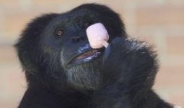 吃瓜变猩猩李子