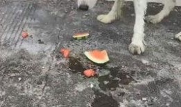 和狗吃瓜,揭秘宠物界的八卦风云