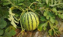 吃瓜满级,揭秘娱乐圈幕后风云