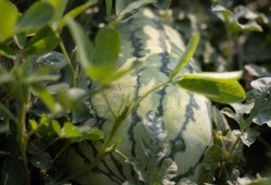 吃瓜蒲扇拍照图片,定格清凉瞬间