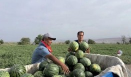 抚宁吃瓜,一场别开生面的吃瓜盛宴