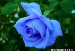 蓝色妖姬吃瓜哥的瓜,吃瓜哥瓜中藏的惊人真相